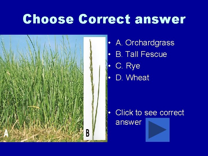 Choose Correct answer • • A. Orchardgrass B. Tall Fescue C. Rye D. Wheat