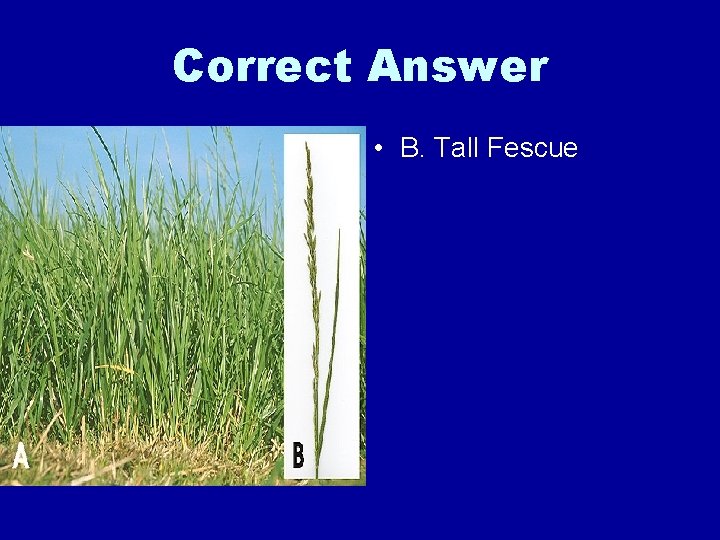 Correct Answer • B. Tall Fescue 