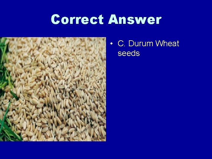 Correct Answer • C. Durum Wheat seeds 