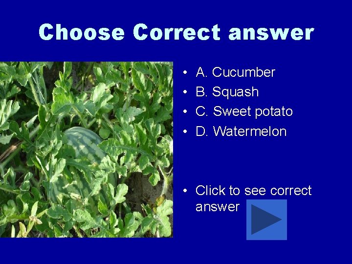 Choose Correct answer • • A. Cucumber B. Squash C. Sweet potato D. Watermelon