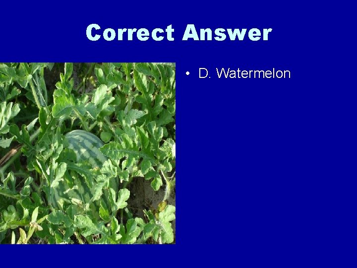 Correct Answer • D. Watermelon 