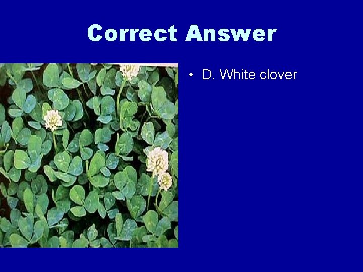 Correct Answer • D. White clover 