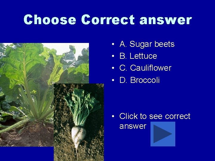 Choose Correct answer • • A. Sugar beets B. Lettuce C. Cauliflower D. Broccoli