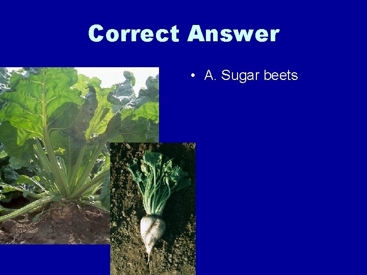 Correct Answer • A. Sugar beets 
