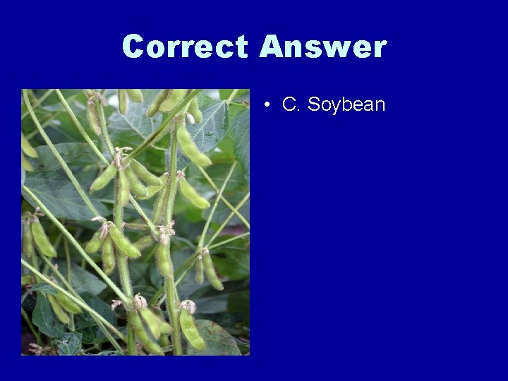 Correct Answer • C. Soybean 