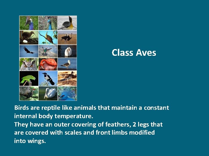 Class Aves Birds are reptile like animals that maintain a constant internal body temperature.