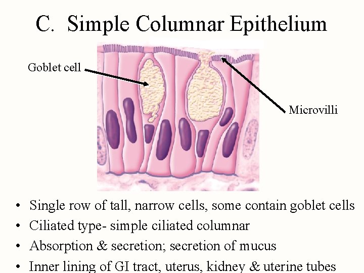 C. Simple Columnar Epithelium Goblet cell Microvilli • • Single row of tall, narrow