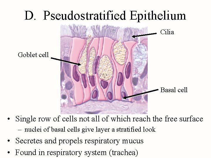 D. Pseudostratified Epithelium Cilia Goblet cell Basal cell • Single row of cells not