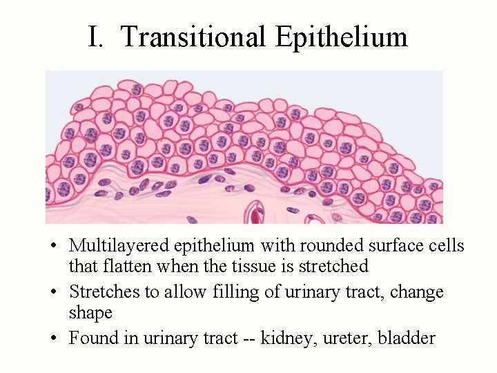 I. Transitional Epithelium • Multilayered epithelium with rounded surface cells that flatten when the