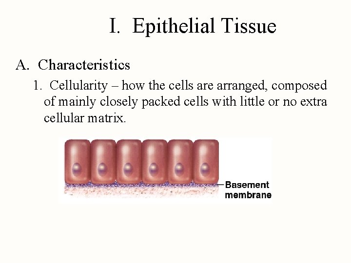 I. Epithelial Tissue A. Characteristics 1. Cellularity – how the cells are arranged, composed
