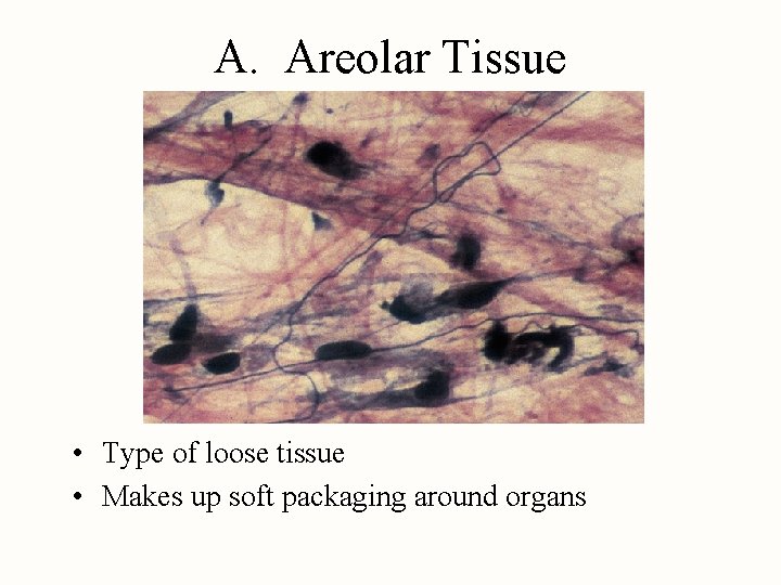 A. Areolar Tissue • Type of loose tissue • Makes up soft packaging around