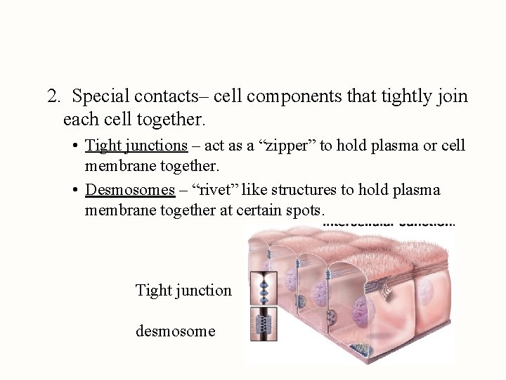 2. Special contacts– cell components that tightly join each cell together. • Tight junctions