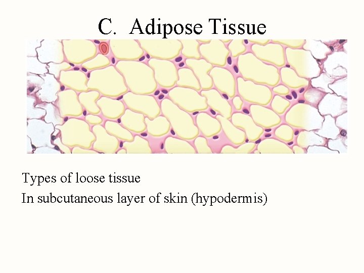 C. Adipose Tissue Types of loose tissue In subcutaneous layer of skin (hypodermis) 