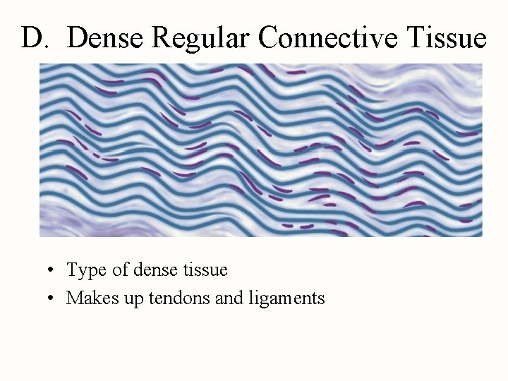 D. Dense Regular Connective Tissue • Type of dense tissue • Makes up tendons