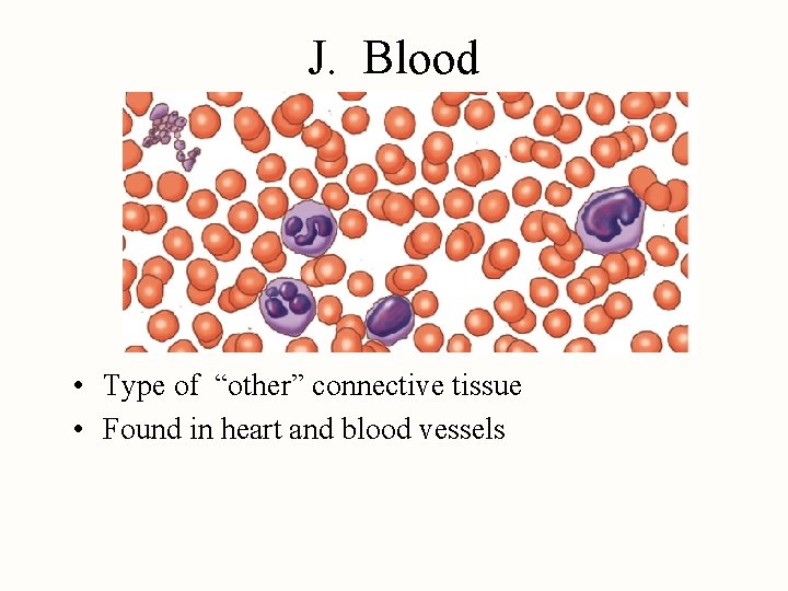 J. Blood • Type of “other” connective tissue • Found in heart and blood
