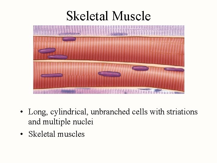 Skeletal Muscle • Long, cylindrical, unbranched cells with striations and multiple nuclei • Skeletal