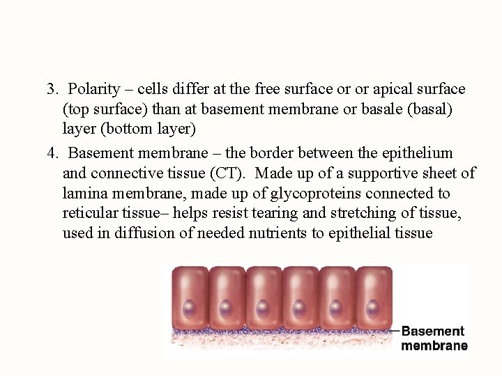 3. Polarity – cells differ at the free surface or or apical surface (top