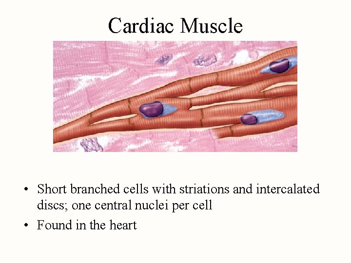 Cardiac Muscle • Short branched cells with striations and intercalated discs; one central nuclei
