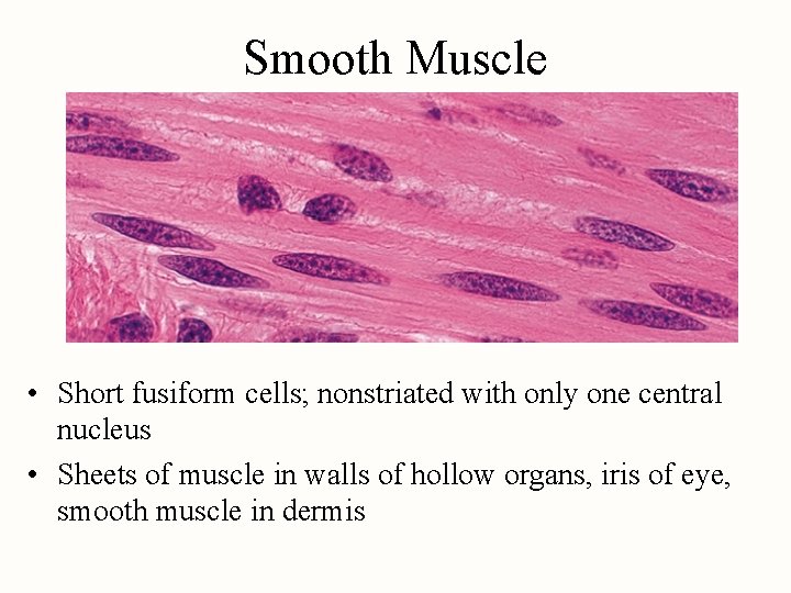 Smooth Muscle • Short fusiform cells; nonstriated with only one central nucleus • Sheets