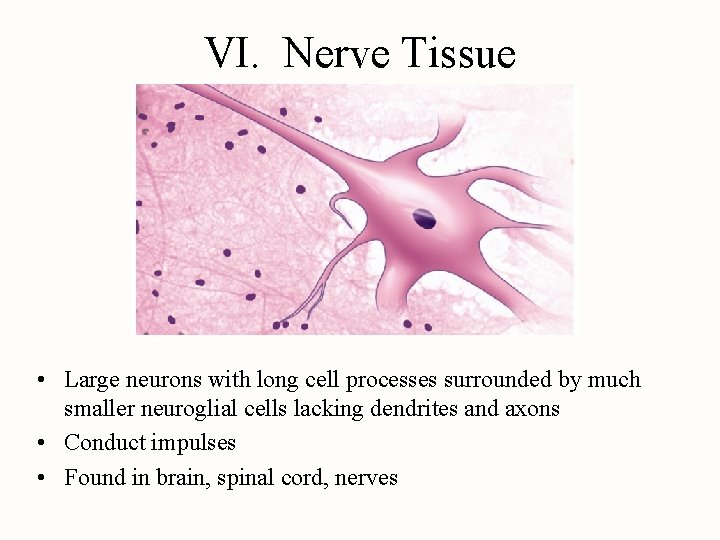 VI. Nerve Tissue • Large neurons with long cell processes surrounded by much smaller