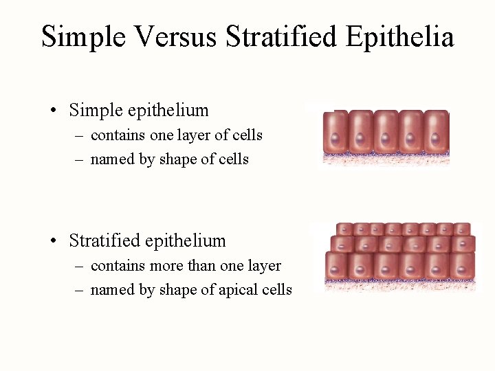 Simple Versus Stratified Epithelia • Simple epithelium – contains one layer of cells –