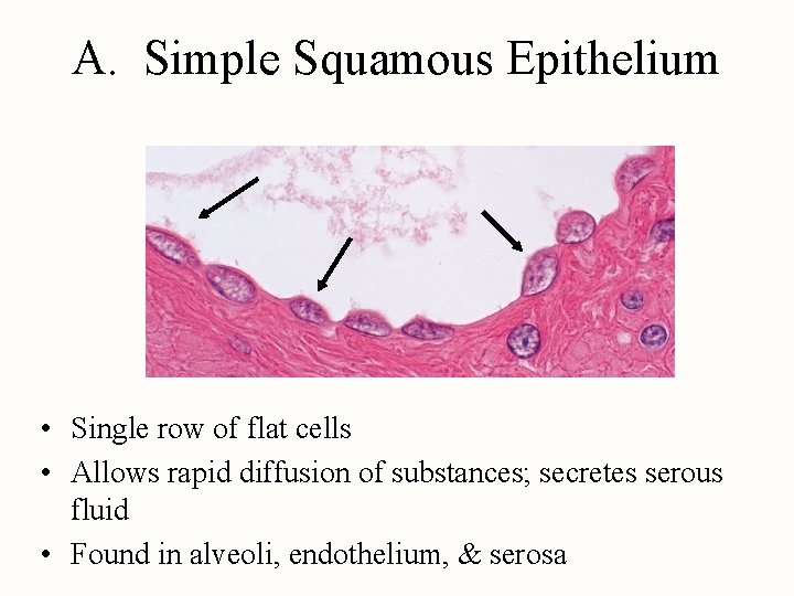 A. Simple Squamous Epithelium • Single row of flat cells • Allows rapid diffusion