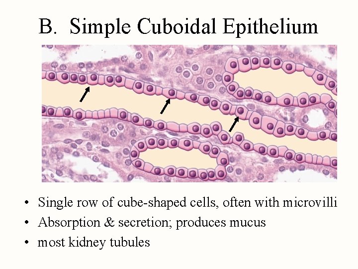 B. Simple Cuboidal Epithelium • Single row of cube-shaped cells, often with microvilli •