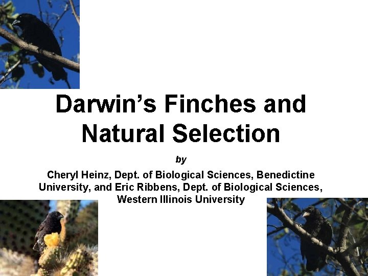 Darwin’s Finches and Natural Selection by Cheryl Heinz, Dept. of Biological Sciences, Benedictine University,