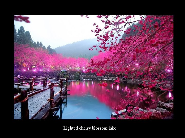 Lighted cherry blossom lake 
