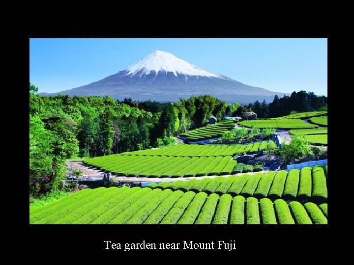 Tea garden near Mount Fuji 
