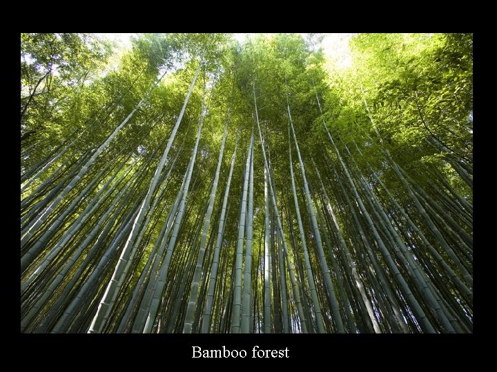 Bamboo forest 