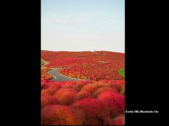Kochia Hill, Hitachinaka City 