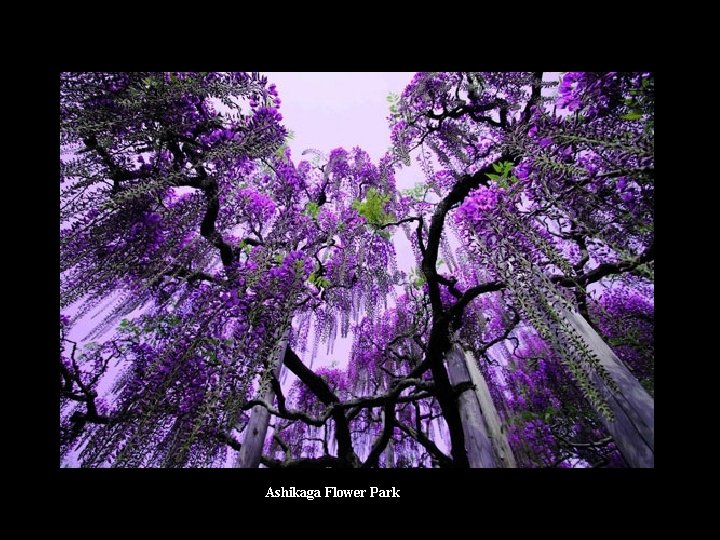 Ashikaga Flower Park 