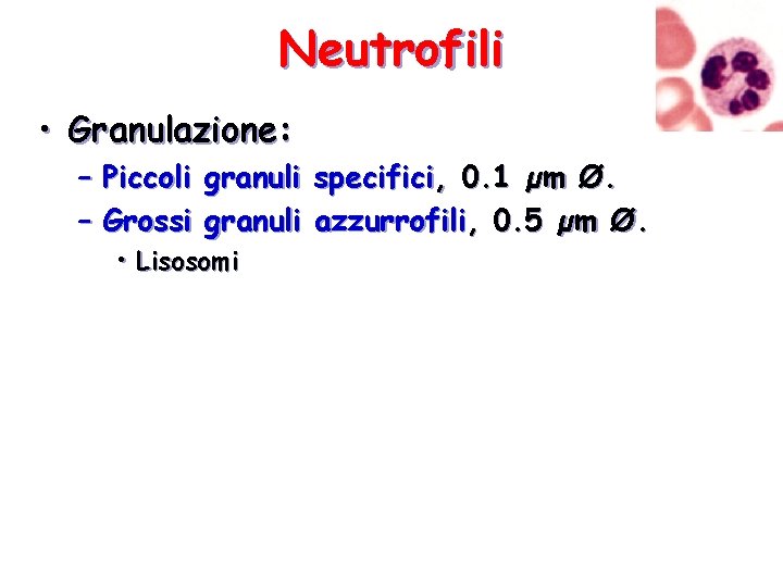 Neutrofili • Granulazione: – Piccoli – Grossi granuli • Lisosomi specifici, 0. 1 µm