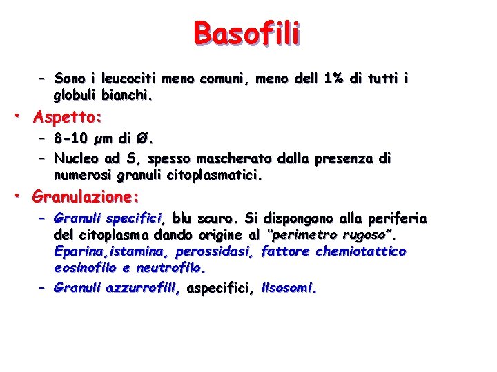 Basofili – Sono i globuli leucociti meno comuni, meno dell 1% di tutti i