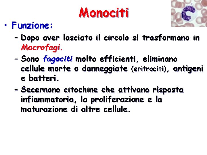  • Funzione: Monociti – Dopo aver lasciato il circolo si trasformano in Macrofagi.