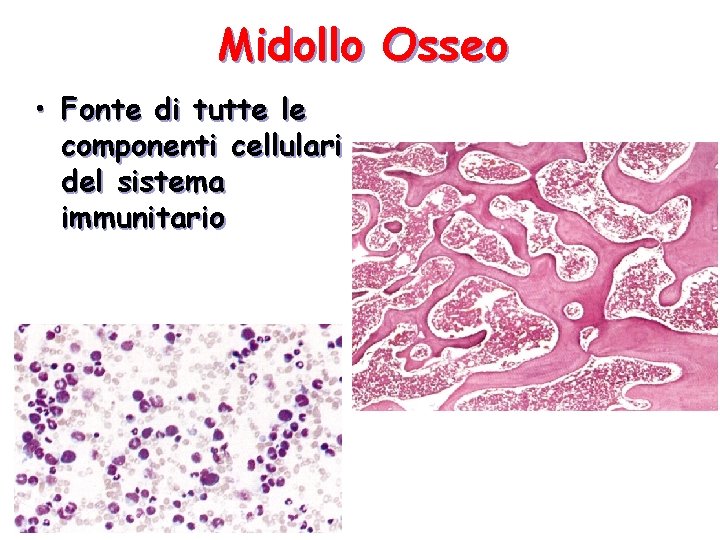 Midollo Osseo • Fonte di tutte le componenti cellulari del sistema immunitario 