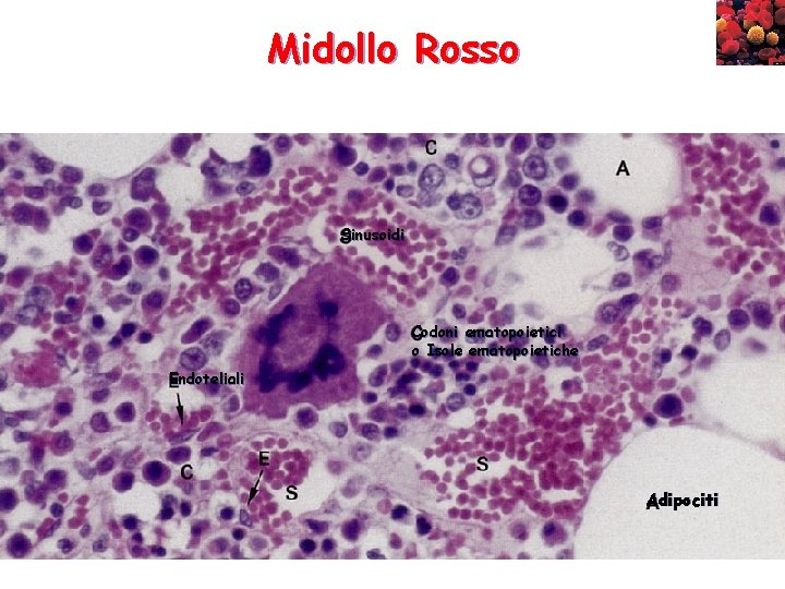 Midollo Rosso Sinusoidi Codoni ematopoietici o Isole ematopoietiche Endoteliali Adipociti 