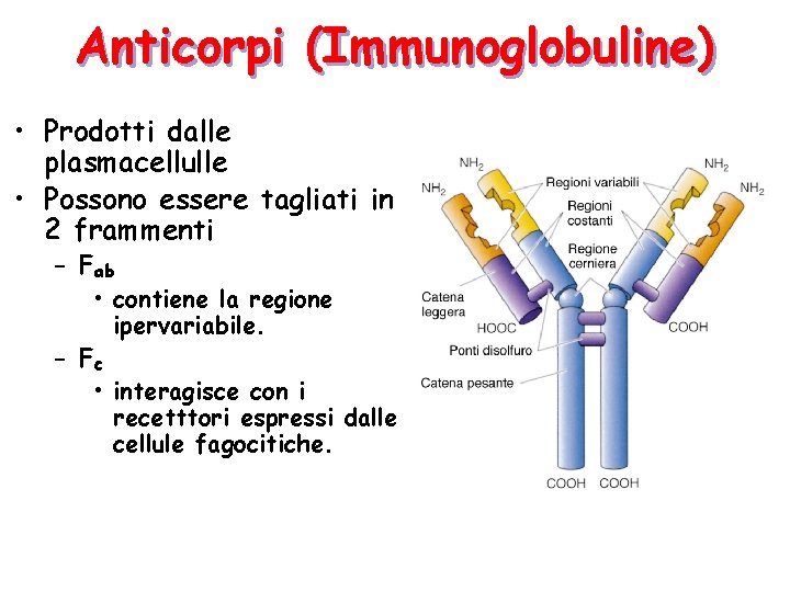 Anticorpi (Immunoglobuline) • Prodotti dalle plasmacellulle • Possono essere tagliati in 2 frammenti –