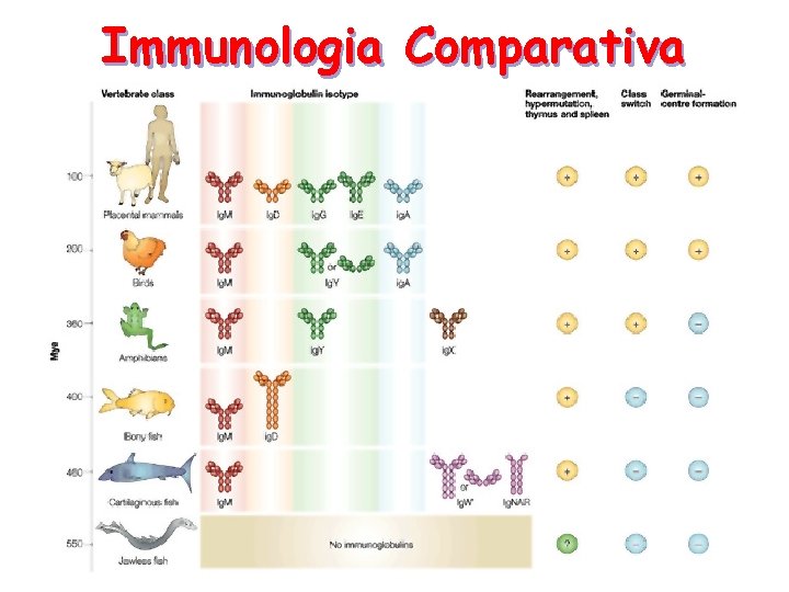Immunologia Comparativa 