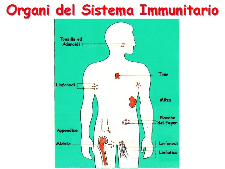 Organi del Sistema Immunitario Tonsille ed Adenoidi Timo Linfonodi Milza Placche del Peyer Appendice