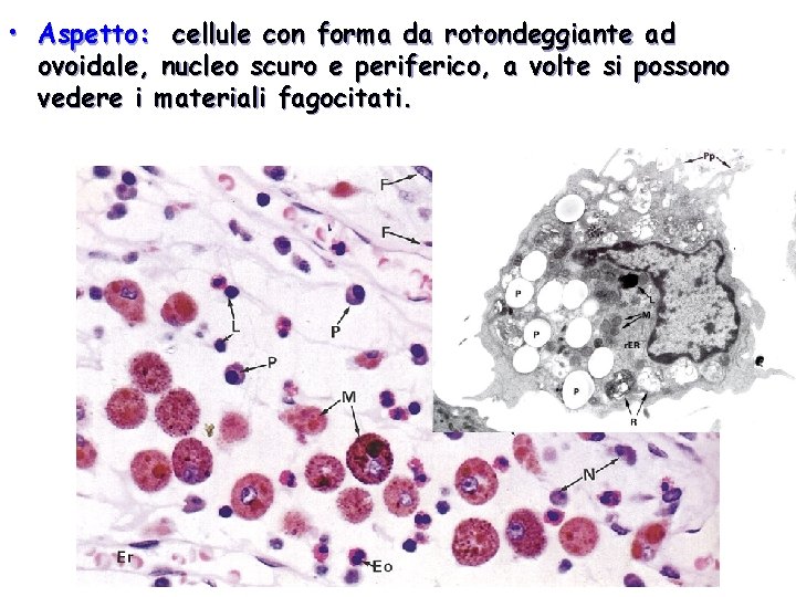  • Aspetto: cellule con forma da rotondeggiante ad ovoidale, nucleo scuro e periferico,