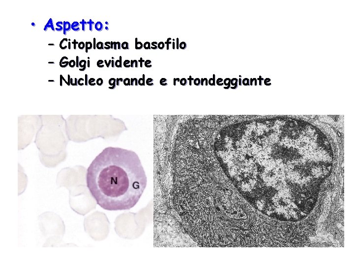  • Aspetto: – Citoplasma basofilo – Golgi evidente – Nucleo grande e rotondeggiante