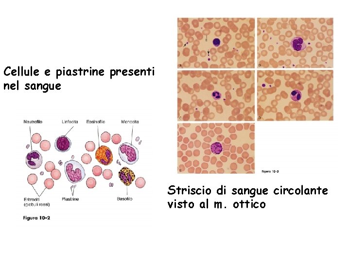 Cellule e piastrine presenti nel sangue Striscio di sangue circolante visto al m. ottico Cellule e piastrine presenti nel sangue Striscio di sangue circolante visto al m. ottico