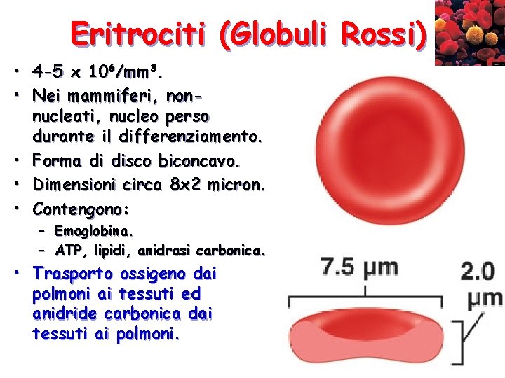 Eritrociti (Globuli Rossi) • 4 -5 x 106/mm 3. • Nei mammiferi, nonnucleati, nucleo