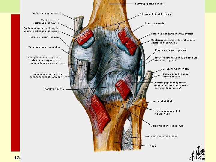 The Knee Joint 12/18/2021 10 