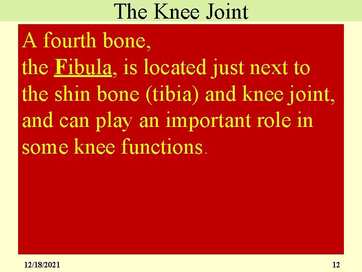 The Knee Joint A fourth bone, the Fibula, is located just next to the