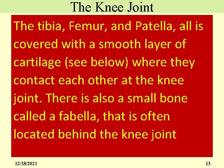 The Knee Joint The tibia, Femur, and Patella, all is covered with a smooth