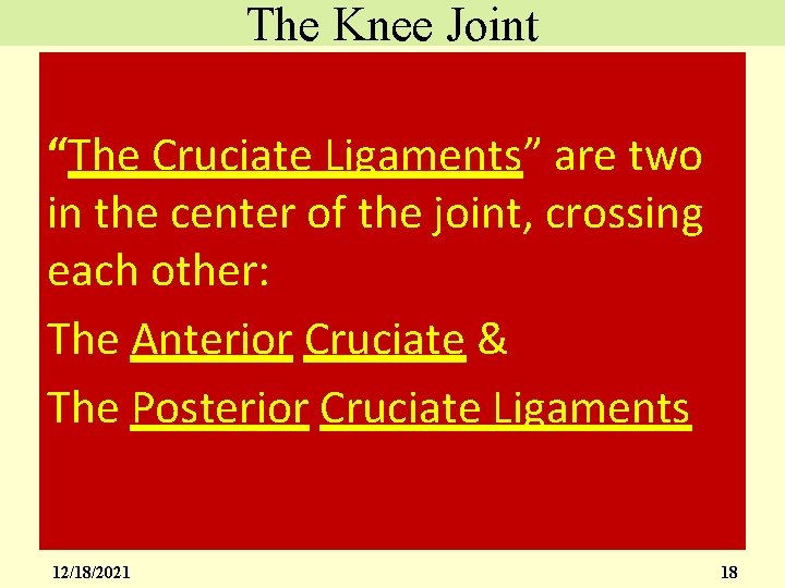 The Knee Joint “The Cruciate Ligaments” are two in the center of the joint,