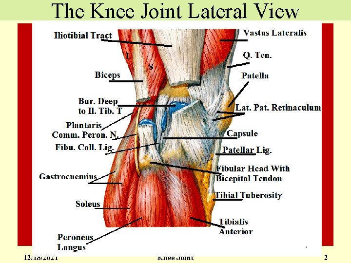 The Knee Joint Lateral View 12/18/2021 Knee Joint 2 